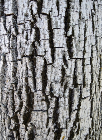 Tree bark texture

の写真素材