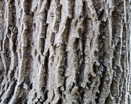 White bark texture の写真素材