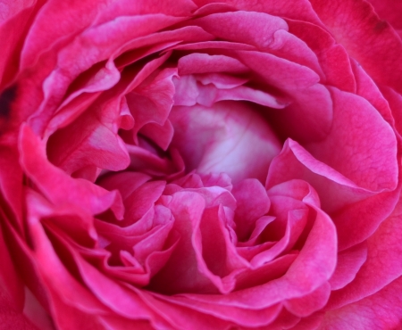 Pink rose macro textureの写真素材