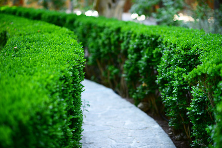 Green Bush in gardenの写真素材