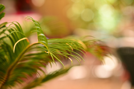 Close-up view of fresh green palm tree leafの写真素材