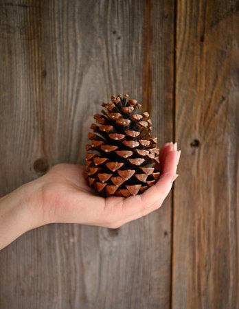 Christmas pinecone in woman hand