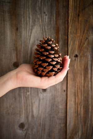 Christmas pinecone in woman handの写真素材