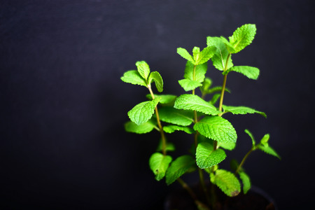 Fresh mint leaves on black board for backgroundの写真素材