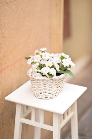 Beautiful white flower in flowerpot on streetの写真素材
