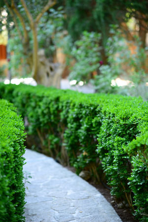 Green Bush in gardenの写真素材
