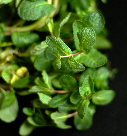 Fresh mint herb on black backgroundの写真素材