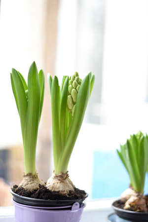 Beautiful hyacinthの写真素材