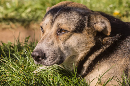 Portrait of dog