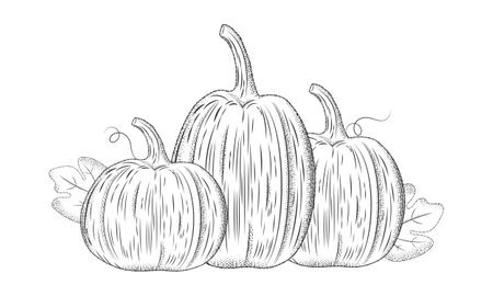 Ink sketch of pumpkins isolated on white background.Pumpkin with leaves in engraving style. Vegetable illustration in a vintage retro woodcut etching style.Vector illustration EPS 10 editable stroke.のイラスト素材