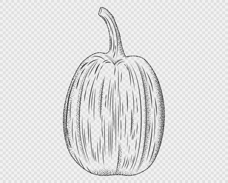 Ink sketch of pumpkin isolated on transparent background.Pumpkin in engraving style.Vegetable illustration in vintage retro woodcut etching style.Vector illustration EPS 10 editable stroke.のイラスト素材
