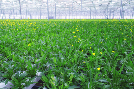 growing lettuce. manufacture. greenhouseの写真素材
