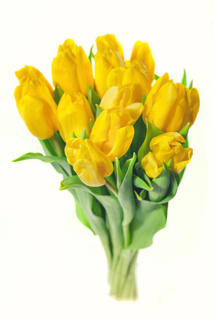 Bouquet of yellow tulips isolated on white background. Valentines day and mothers Day background. International women day.の写真素材