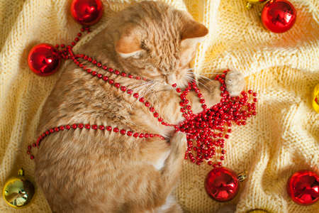 A fat lazy ginger cat lies on a knitted yellow blanket with New Years toys: gold and red balls. New Year card.の写真素材