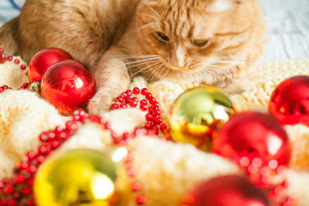 A fat lazy ginger cat lies on a knitted yellow blanket with New Years toys: gold and red balls. New Year card.の写真素材