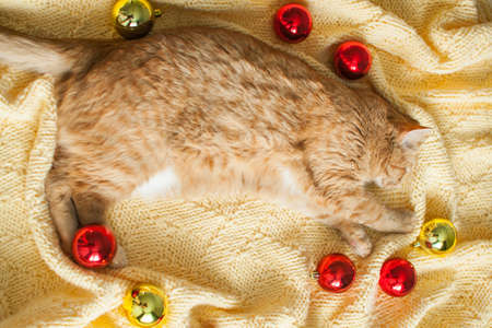 A fat lazy ginger cat lies on a knitted yellow blanket with New Years toys: gold and red balls. New Year card.の写真素材