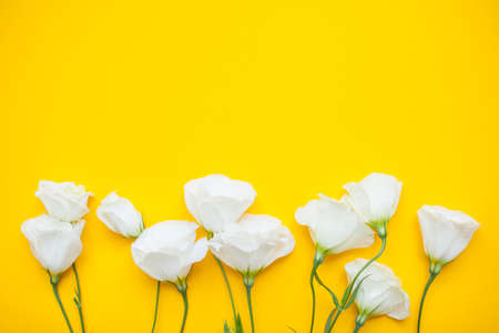 Delicate white eustoma flowers on a bright yellow background. Layout. Flat layの写真素材
