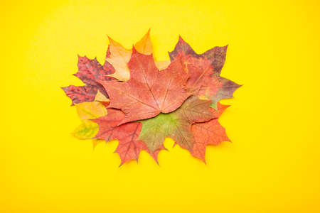 Layout of red and orange autumn maple leaves and garden apples on a bright yellow background. Flat layの写真素材