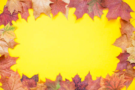 Frame made of red and orange autumn maple leaves on a bright yellow background. Layout. Flat layの写真素材