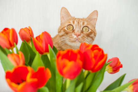 Funny fat ginger cat with a bouquet of bright red tulips. greeting card. High quality photoの写真素材