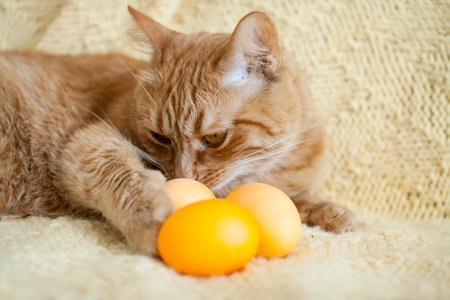 funny fat ginger cat holding orange painted eggs for easter. High quality photoの写真素材