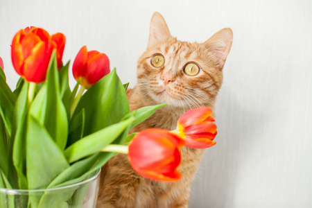 Funny fat ginger cat with a bouquet of bright red tulips. greeting card. High quality photoの写真素材