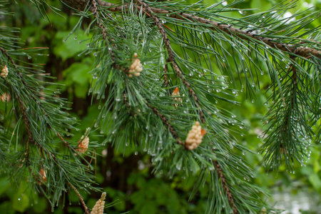 Tender fresh twigs of spruce and pine in drops of rain and dew in the park on a spring sunny day. High quality photoの写真素材