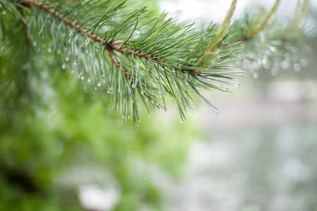 Tender fresh twigs of spruce and pine in drops of rain and dew in the park on a spring sunny day. High quality photoの写真素材