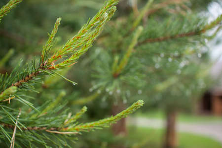 Tender fresh twigs of spruce and pine in drops of rain and dew in the park on a spring sunny day. High quality photoの写真素材