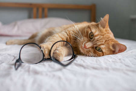 funny fat ginger cat lies on the bed and plays with glasses in black frames. Beginning of a new school year. High quality photoの写真素材