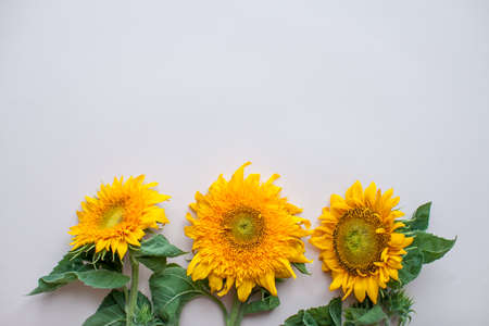 Flat lay of sunflowers on a light pink background background. High quality photoの写真素材
