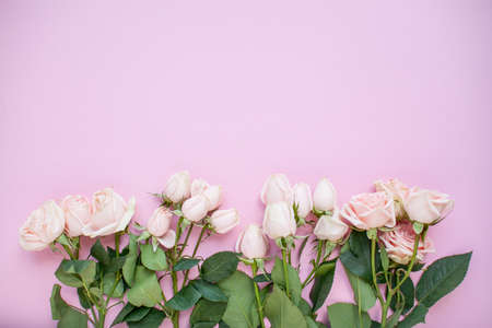Layout of delicate pink spray roses on a pink background. High quality photoの写真素材