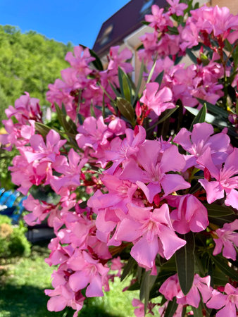 Vibrant pink oleander blossoms in bloom on a sunny day. High quality photo