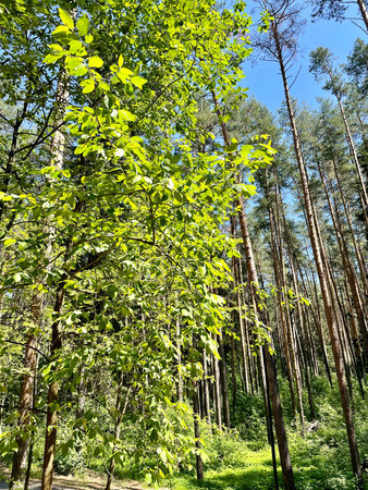 Sunlit forest canopy with tall pines and lush green foliage under a clear blue sky. High quality...