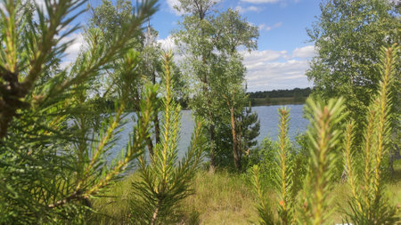Forest lake in a sunny summer day. Landscape with a lake and treesの写真素材