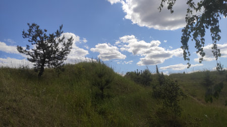 Pine trees on a hillside under a blue sky with cloudsの写真素材