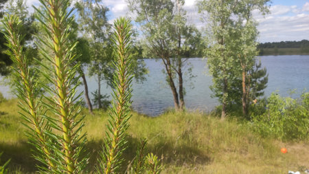 Pine tree on the shore of the lake in the summer.の写真素材