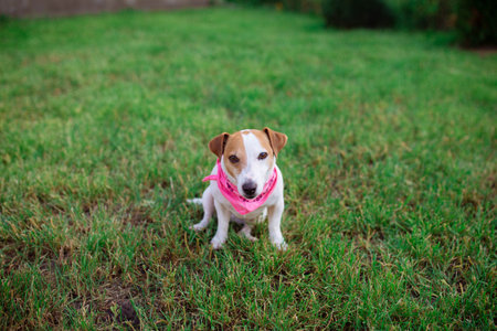 Pets. Dog Jack Rusl Terrier sits on the grass in a pink bondan. Your beloved pet plays on the lawn....