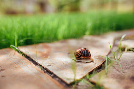 a beautiful wet snail crawls along a garden path made of stoneの写真素材