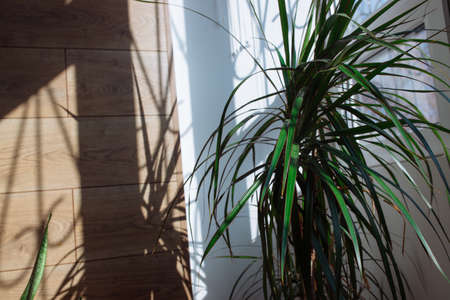 Dracaena marginata tricolor, or Madagascar dragon tree. Beautiful tropical plant in a copper potの写真素材