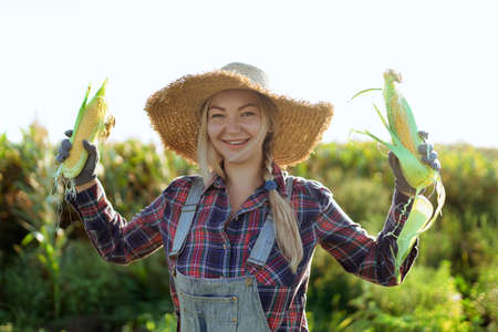 Corn. Young farmer woman smiling and harvesting corn. A beautiful woman on the background of the field holds the cobs of corn. Agriculture and horticultureの写真素材