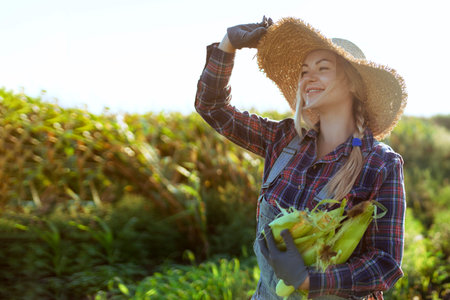 Corn. Young farmer woman smiling and harvesting corn. A beautiful woman on the background of the field holds the cobs of corn. Agriculture and horticultureの写真素材