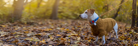 Happy autumn. Dog breed Jack Russell for a walk in a beautiful autumn forest.