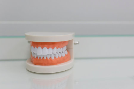 Closeup of modern human jaws model on table in dentist officeの写真素材