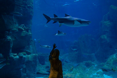 A young woman touches a stingray fish in an oceanarium tunnelの写真素材