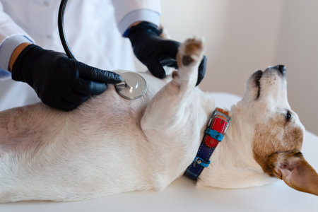 Female veterinarian with the help of a stethoscope examines the jack russell dog in clinic, health care. Close up viewの写真素材