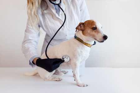 Female veterinarian with the help of a stethoscope examines the jack russell dog in clinic, health care. Close up viewの写真素材