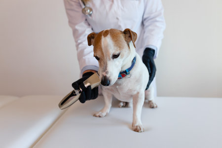 Grooming procedure in a veterinary clinic. A girl in a white coat and black gloves removes and trims the old fur of an overgrown Jack Russell Terrier puppy on a white table.の写真素材
