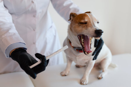A veterinarian in a white uniform gives medicine to a Jack Russell Terrier, demonstrating the procedure of professional pet care.の写真素材