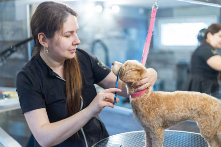 Professional groomer trimming small dog with scissors in pet salon, animal care and hygiene procedure